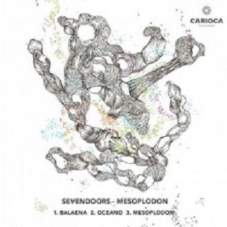 SevenDoors  Mesoplodon