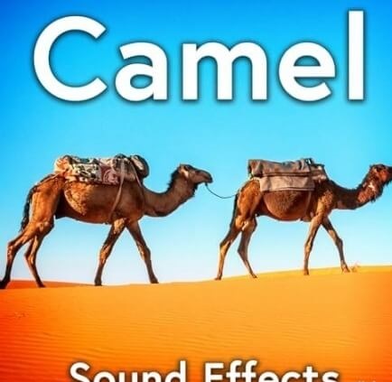 Sound Ideas – Camel Sound Effects [Hot Ideas] — SFX / Field Recording 2026 (FLAC)